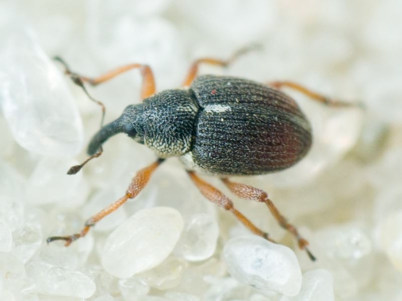 Amalus scortillum (Herbst, 1795)